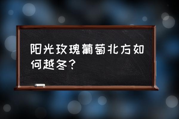 阳光玫瑰葡萄栽植方法 阳光玫瑰葡萄北方如何越冬？