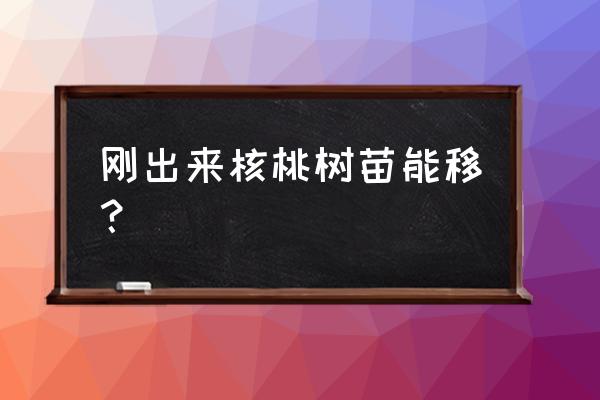 核桃苗移栽大的和小的哪种成活高 刚出来核桃树苗能移？