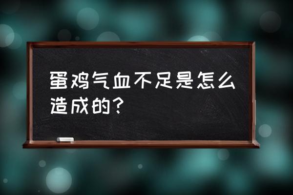 蛋鸡肝破裂的原因分析及解决办法 蛋鸡气血不足是怎么造成的？