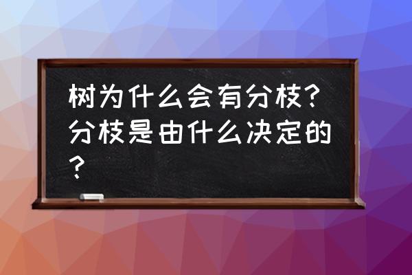 树木怎么分枝最好 树为什么会有分枝?分枝是由什么决定的？