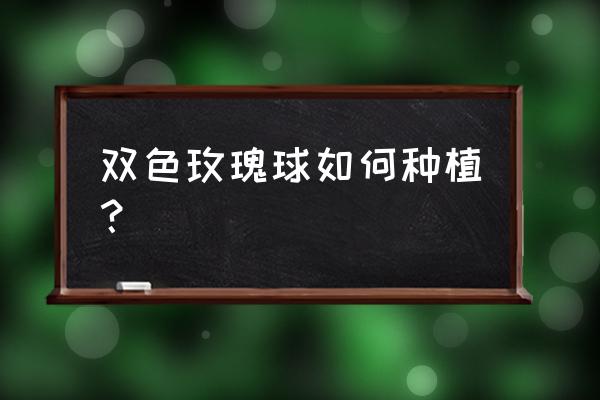 庭院怎样种植玫瑰苗 双色玫瑰球如何种植？