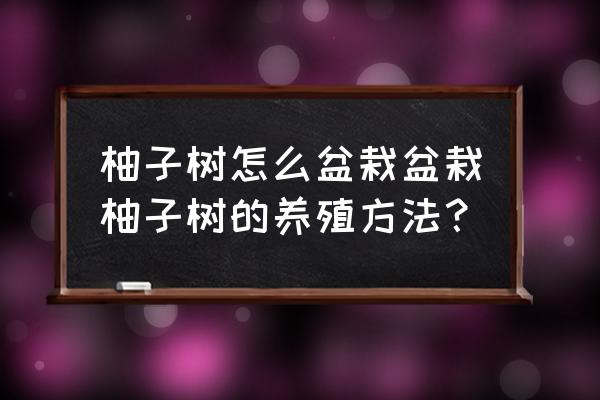 柚子籽快速发芽的方法 柚子树怎么盆栽盆栽柚子树的养殖方法？