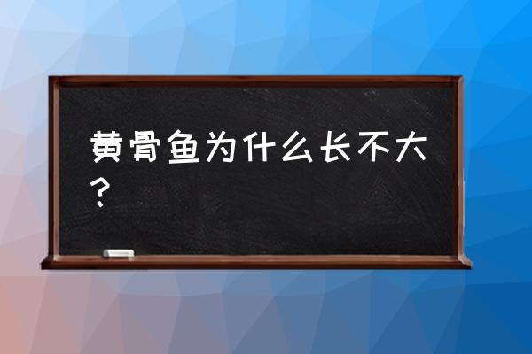 黄颡鱼雌雄体重差距大吗 黄骨鱼为什么长不大？