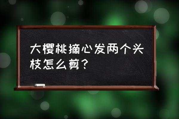 樱桃二次摘心什么时间 大樱桃摘心发两个头枝怎么剪？