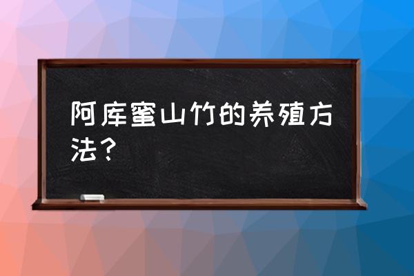 山竹的皮可以做花肥吗 阿库蜜山竹的养殖方法？