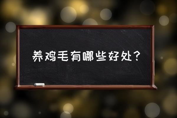 鸡毛毽子怎么制作 养鸡毛有哪些好处？