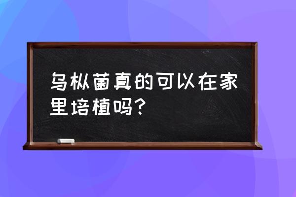 哪些野生菌可以人工种植 乌枞菌真的可以在家里培植吗？