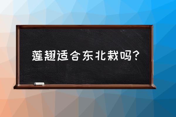 连翘在大田为什么开花不结果 莲翘适合东北栽吗？