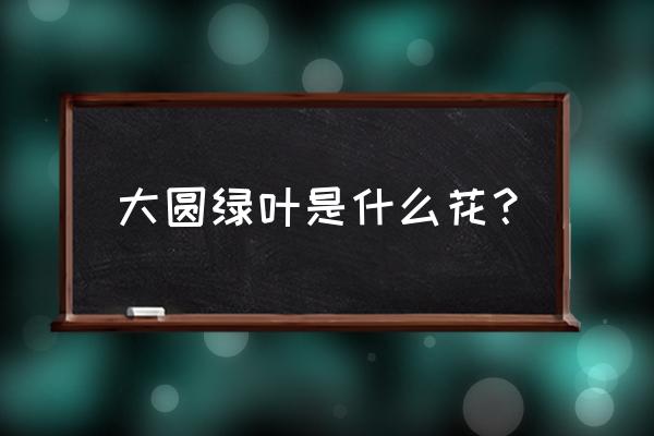 海桐花叶子黄了怎么办 大圆绿叶是什么花？