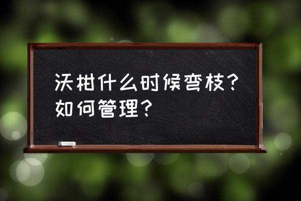 树歪了用什么方法把它拉直 沃柑什么时候弯枝？如何管理？