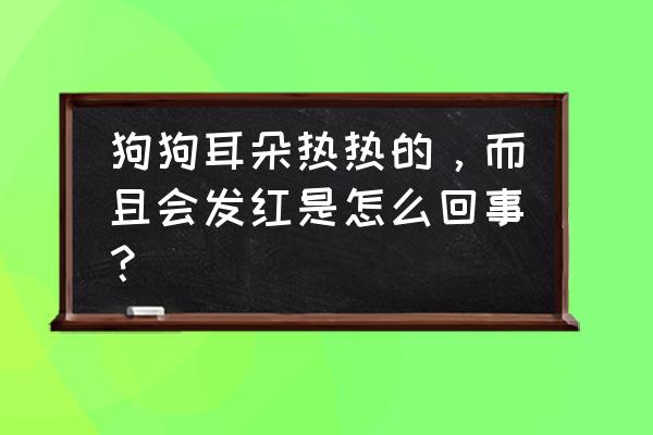 耳朵充血会有什么症状 狗狗耳朵热热的，而且会发红是怎么回事？