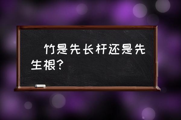 簕竹催芽最简单的方法 簕竹是先长杆还是先生根？