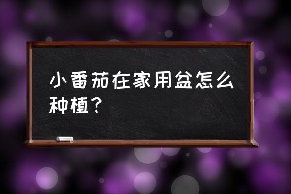 怎么做阳台西红柿架子 小番茄在家用盆怎么种植？