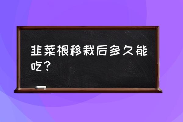 老根韭菜根什么时间移栽 韭菜根移栽后多久能吃？