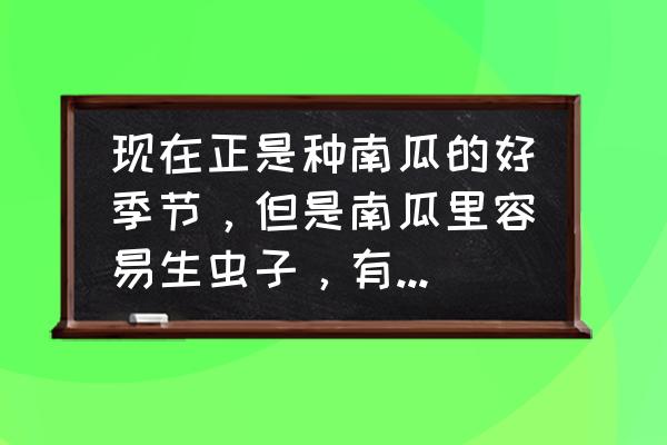 怎么才能种出高品质的南瓜 现在正是种南瓜的好季节，但是南瓜里容易生虫子，有什么好的办法能预防生虫？