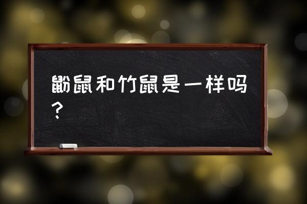 野生竹鼠一天出几次洞 鼢鼠和竹鼠是一样吗？