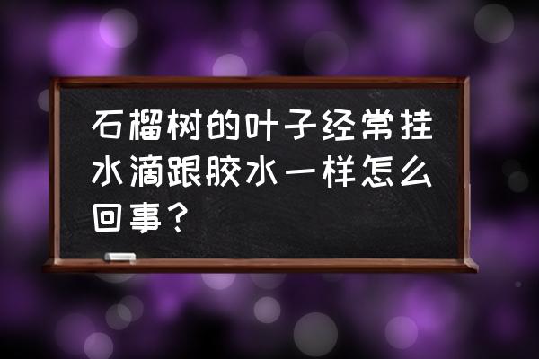 石榴病害图片及防治方法 石榴树的叶子经常挂水滴跟胶水一样怎么回事？