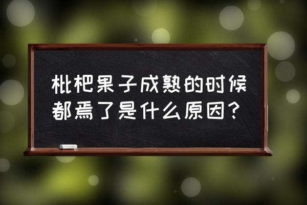 吃了枇杷果有什么好处和坏处 枇杷果子成熟的时候都焉了是什么原因？