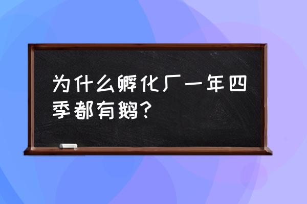 四季放牧的正确方法 为什么孵化厂一年四季都有鹅？