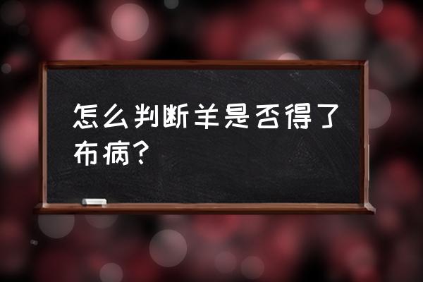 羊身上长痘痘是布病吗 怎么判断羊是否得了布病？