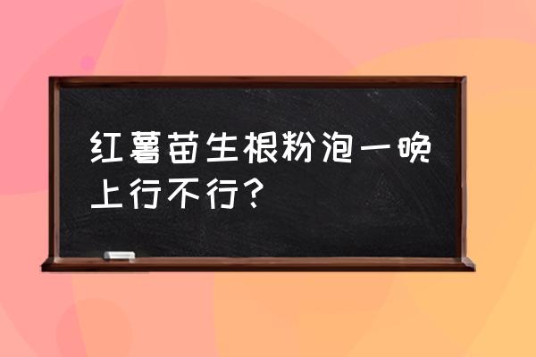 晚上用土栽培几天生根 红薯苗生根粉泡一晚上行不行？