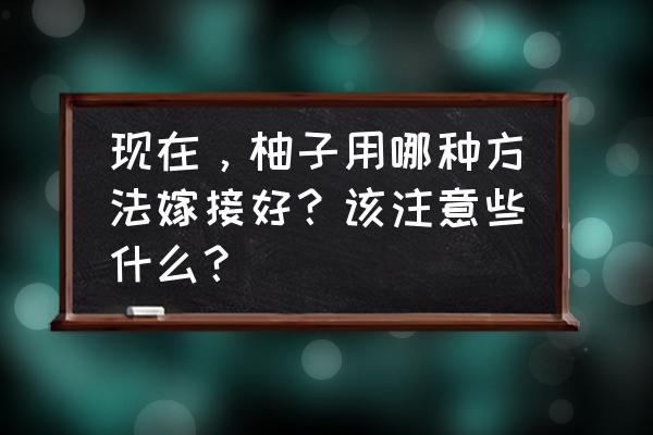 柚子的种植技巧和管理方法 现在，柚子用哪种方法嫁接好？该注意些什么？