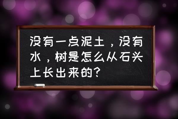 如何促进植物快速生长 没有一点泥土，没有水，树是怎么从石头上长出来的？