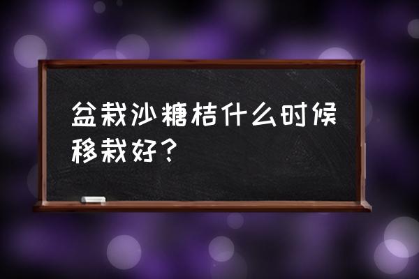 移栽桔子树最迟什么时候成活 盆栽沙糖桔什么时候移栽好？