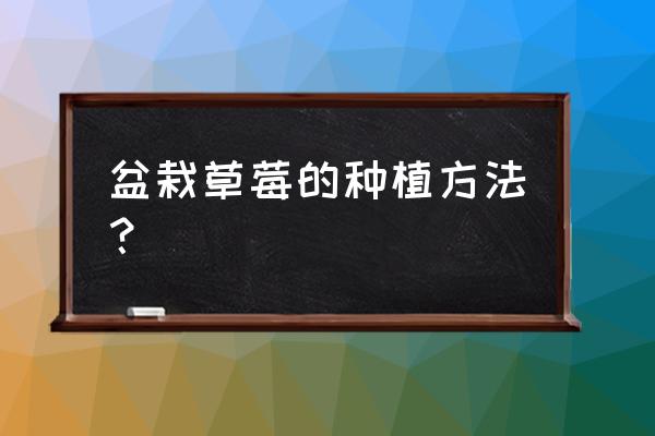 盆栽的草莓怎么种植结果多又大 盆栽草莓的种植方法？