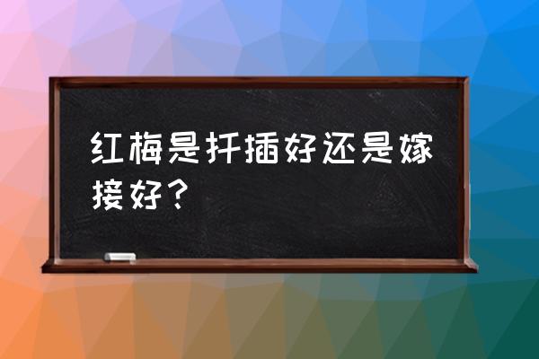 梅花最好的嫁接方法是哪种 红梅是扦插好还是嫁接好？