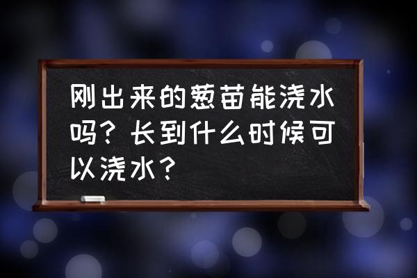 小葱苗要不要浇水 刚出来的葱苗能浇水吗？长到什么时候可以浇水？