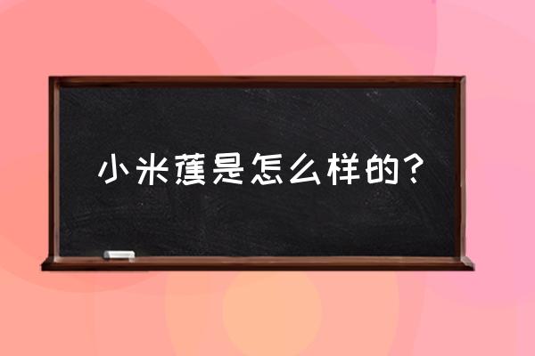 小米蕉种植多久结果 小米蕉是怎么样的？