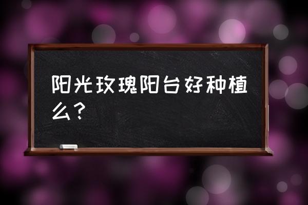 阳光玫瑰开花不整齐怎么办 阳光玫瑰阳台好种植么？