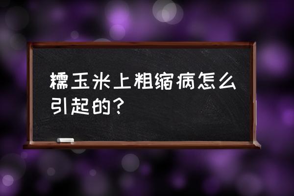 玉米粗缩病最佳防治时期 糯玉米上粗缩病怎么引起的？