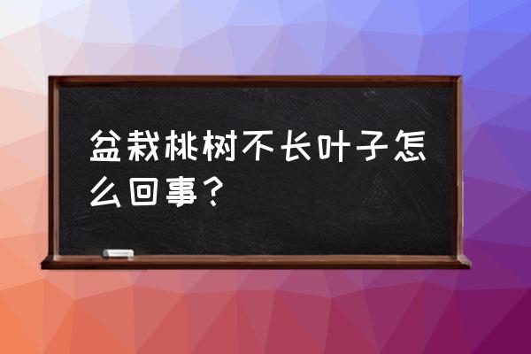 桃树盆栽 盆栽桃树不长叶子怎么回事？