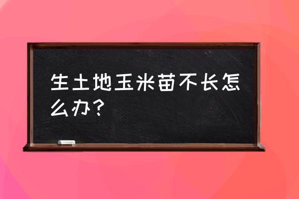 玉米种十天了还发芽吗 生土地玉米苗不长怎么办？