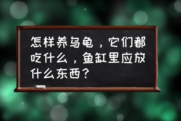 虾吃什么东西最容易养活 怎样养乌龟，它们都吃什么，鱼缸里应放什么东西？