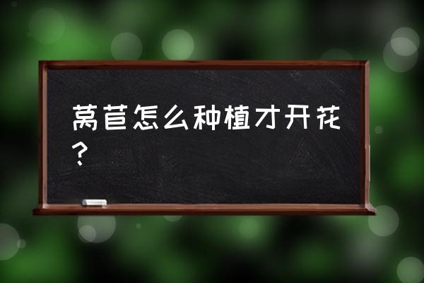 种莴笋的正确方法 莴苣怎么种植才开花？