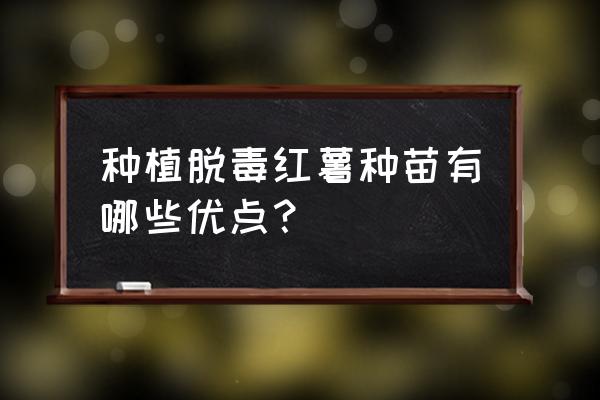 红薯脱毒和不脱毒有什么区别 种植脱毒红薯种苗有哪些优点？