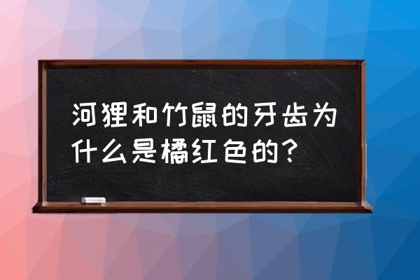 竹鼠牙齿发黑脱落怎么回事 河狸和竹鼠的牙齿为什么是橘红色的？