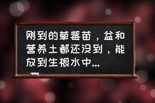 怎么把草莓种植在家里不用营养土 刚到的草莓苗，盆和营养土都还没到，能放到生根水中泡几天吗？