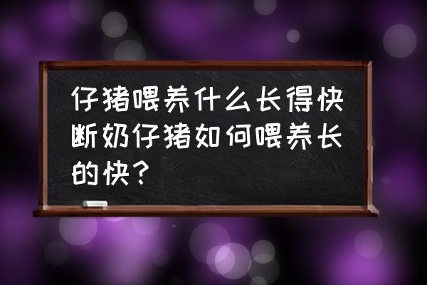 怎么提高仔猪断奶重 仔猪喂养什么长得快断奶仔猪如何喂养长的快？