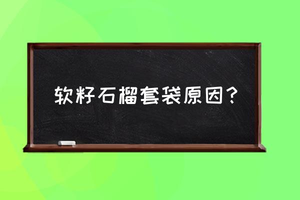 软籽石榴功效和作用禁忌 软籽石榴套袋原因？