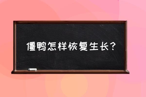 宠物鸭子纸箱窝制作教程 僵鸭怎样恢复生长？