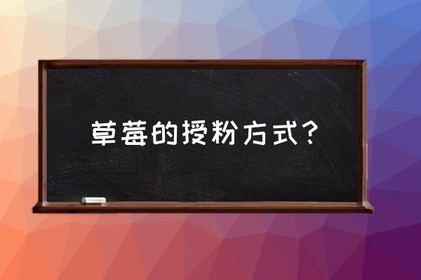 草莓花束的草莓怎么固定 草莓的授粉方式？