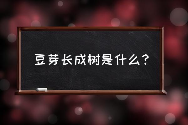 花椒芽苗菜无土栽培生产技术 豆芽长成树是什么？