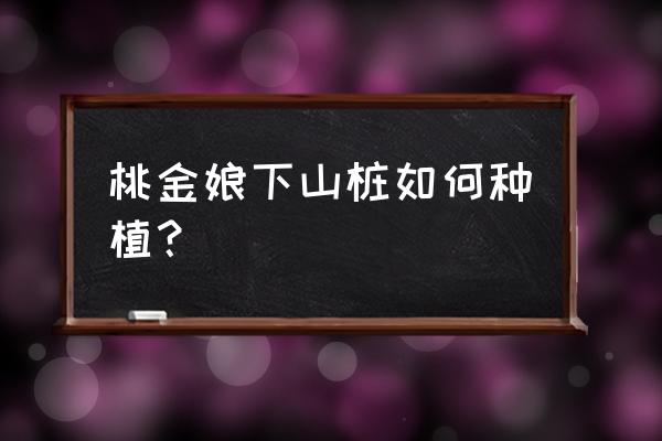 桃金娘养殖方法与注意事项 桃金娘下山桩如何种植？