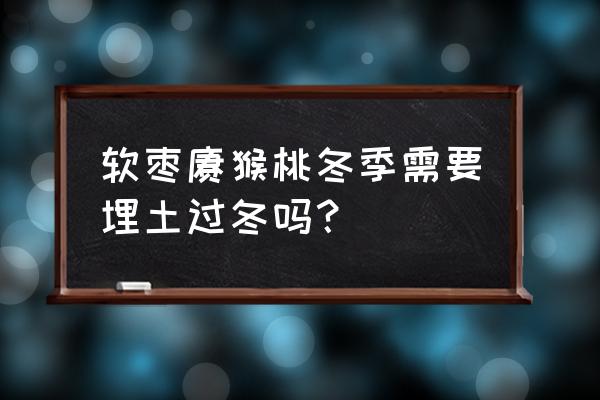 软枣猕猴桃耐储藏吗 软枣猕猴桃冬季需要埋土过冬吗？