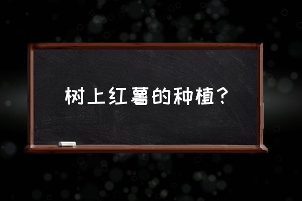 种地瓜叶的正确方法 树上红薯的种植？