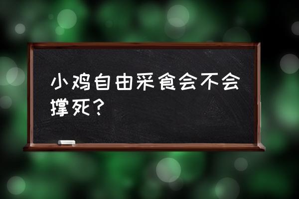 出壳鸡苗喂什么 小鸡自由采食会不会撑死？